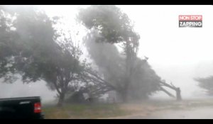 Etats-Unis : une tempête arrache 5 arbres sous ses yeux (vidéo)