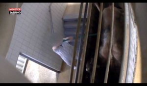 Animaux : nouvelle vidéo choc dans un abattoir en Belgique (vidéo)