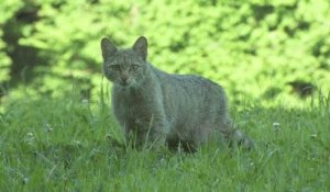 Le chat sauvage ou chat forestier, allié des agriculteurs