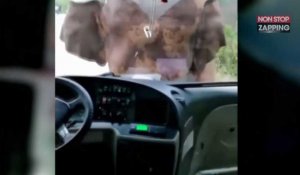 Chine : Quand un bus en panne croise la route d'un éléphant (Vidéo)