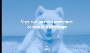 Avoir un chien permettrait de vivre plus longtemps