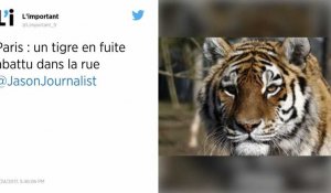 Paris. Un tigre en fuite abattu dans les rues de la capitale !