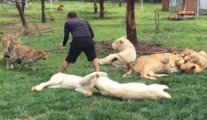 Un tigre sauve son dresseur de l'attaque d'un léopard (vidéo)