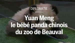 Diplomatie : Yuan Meng, le bébé panda chinois