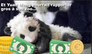 Yuan Meng, le bébé panda de Beauval, pourrait rapporter gros à son zoo