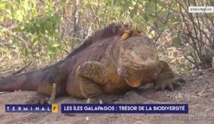 Les Galapagos : un "zoo à ciel ouvert" classé au patrimoine de l'humanité