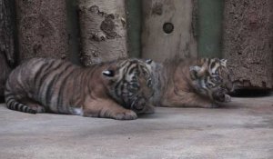 Prague: présentation de deux bébés tigres de Malaisie