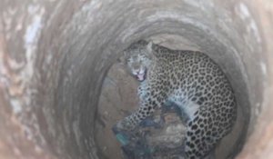 Un léopard secouru du fond d'un puits en Inde