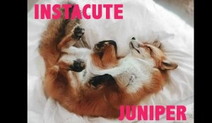 Découvrez Juniper, le renard de compagnie le plus heureux du monde !