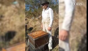 Apiculteur dans le Finistère : "Toutes mes abeilles sont mortes intoxiquées"