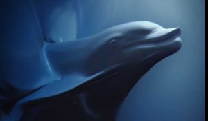 Sea Shepherd : la belle campagne de prévention contre la pollution des océans (vidéo)