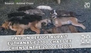 Pau: Un refuge aurait euthanasié 1700 chats et chiens entre 2010 et 2013