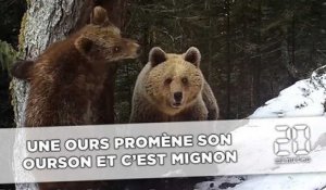 Pyrénées: Une ourse promène son ourson et c'est mignon