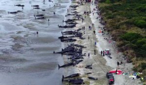 Des centaines de baleines meurent échouées en Nouvelle-Zélande