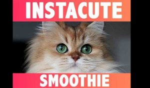 Smoothie : Le chat le plus fluffy et photogénique d'instagram !
