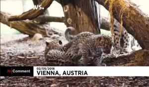 Autriche : naissance de deux léopards de l'Amour au zoo de Vienne