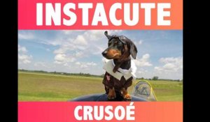 Crusoé : Le teckel farceur et fan de costumes !