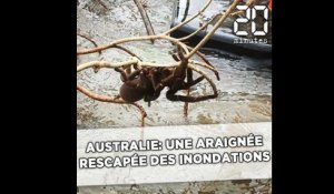Australie: Une araignée géante rescapée des inondations