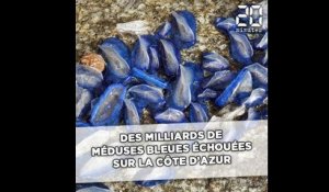 Des milliards de méduses bleues échouées sur la Côte d'Azur