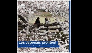 La floraison des cerisiers au Japon