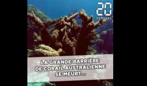 La Grande Barrière de corail australienne se meurt...