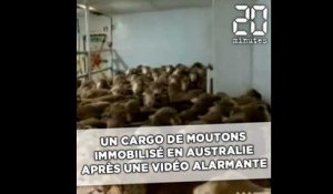 Un cargo de moutons immobilisé en Australie après une vidéo alarmante
