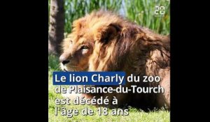 Charly, le lion du zoo de Plaisance-du-Tourch est mort à l'âge de 18 ans