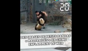 Des images de petits pandas «maltraités» en Chine enflamment le web