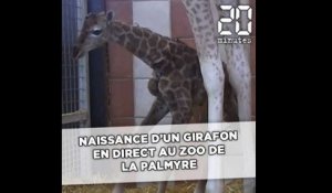 Naissance en direct d'un girafon au zoo de La Palmyre