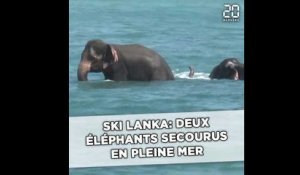 Sri Lanka: Deux éléphants secourus en pleine mer