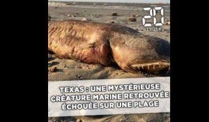 Texas: Une mystérieuse créature marine retrouvée échouée sur une plage après l'ouragan Harvey