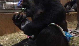Une femelle gorille donne la vie au zoo de Washington