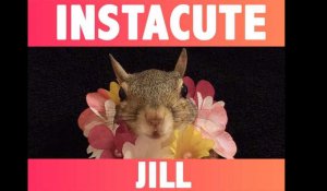 Alerte cute : Découvrez Jill, l'écureuil qui fait fondre Instagram !