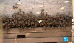 L'UE décide d''interdire trois néonicotinoïdes, des pesticides dangereux pour les abeilles