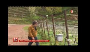 Italie : les vignes déplacées en altitude pour contrer le réchauffement climatique