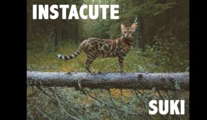 Suki the cat : L'aventurier le plus mignon d'instagram