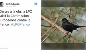 Chasse à la glu. La LPO porte plainte contre la France auprès de la Commission européenne