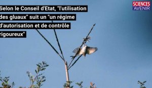 Le Conseil d'Etat maintient la chasse d'oiseaux à la glu dans 5 départements