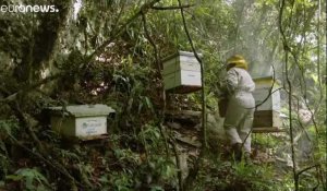 Les abeilles boliviennes menacées