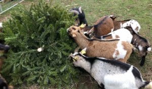 Orne. Nicolas Lukacs, soigneur animalier, donne des sapins de Noël aux chèvres
