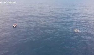 Sainte-Marie, le havre de paix des baleines