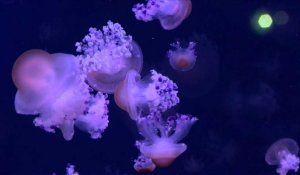 Un médusarium hypnotique pour sensibiliser à la santé des océans