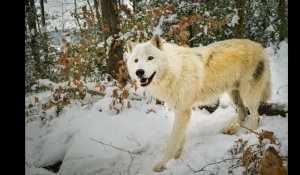 Des loups arctiques dans les Ardennes