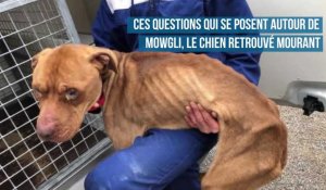 6 questions autour de Mowgli, le chien mourant retrouvé à Boulogne-sur-Mer