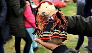 Les cochons d'Inde stars d'un festival en Colombie