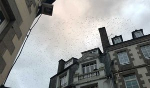 Saint-Brieuc. Des nuées d'étourneaux dans le ciel