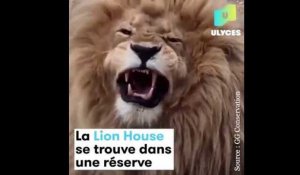 Ce Airbnb est encerclé par 77 lions