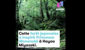 Cette forêt japonaise a inspiré Princesse Mononoké à Hayao Miyazaki