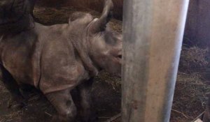 Cerza 2019: bienvenue à la petite rhino du parc zoologique