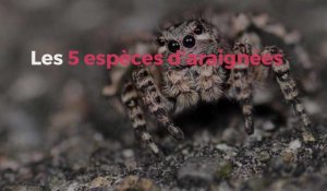 Les 5 espèces d'araignées menacées dans le Nord et le Pas-de-Calais